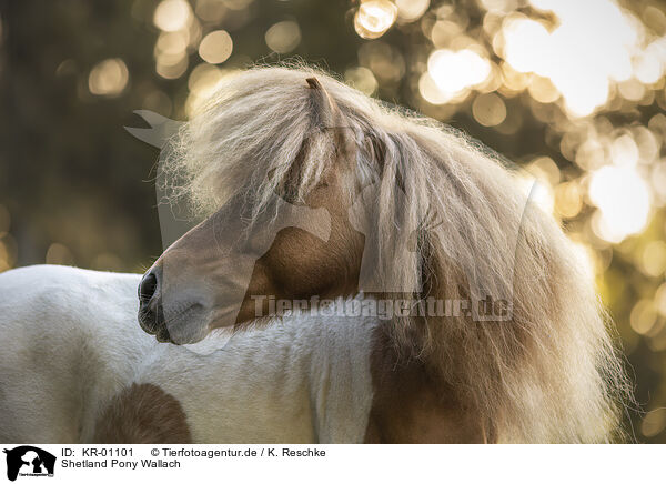 Shetland Pony Wallach / KR-01101