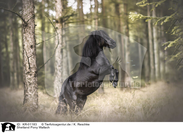 Shetland Pony Wallach / Shetland Pony gelding / KR-01183
