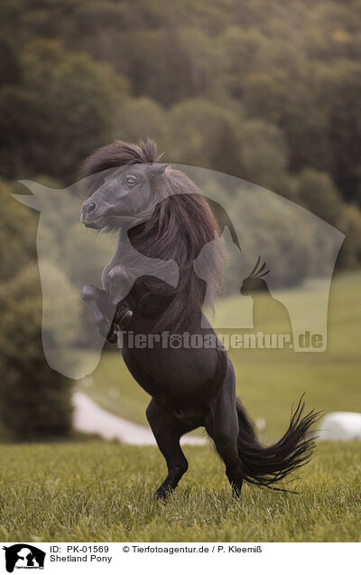 Shetland Pony / Shetland Pony / PK-01569
