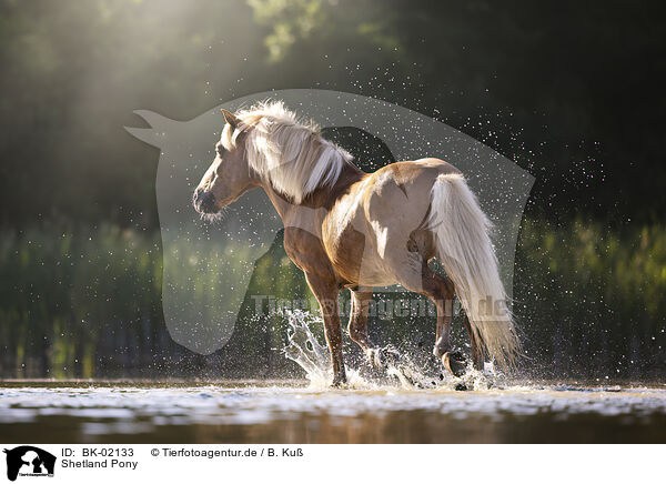 Shetland Pony / BK-02133