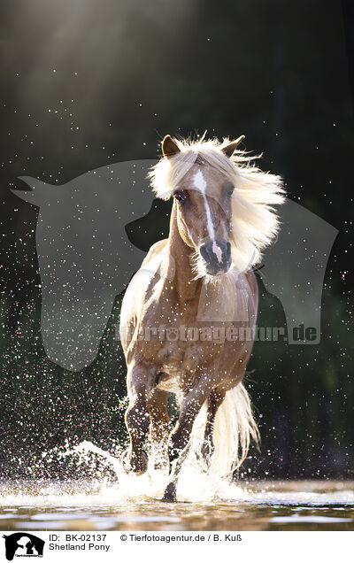 Shetland Pony / BK-02137