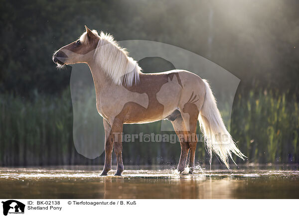 Shetland Pony / Shetland Pony / BK-02138