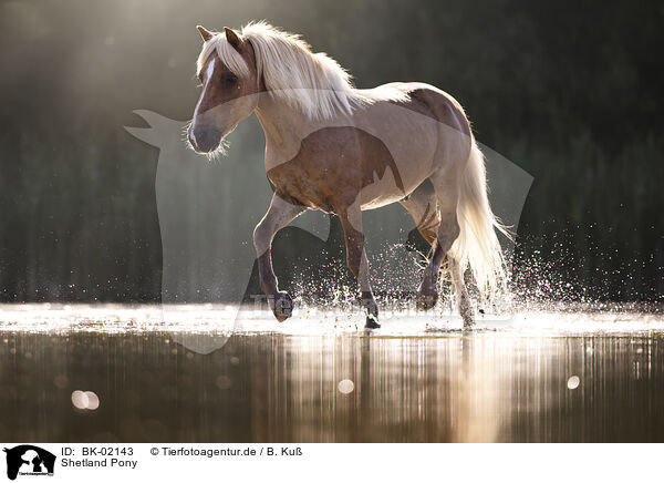 Shetland Pony / BK-02143