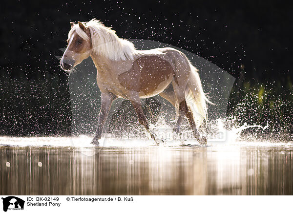 Shetland Pony / BK-02149