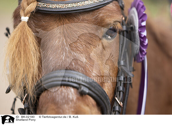 Shetland Pony / BK-02180