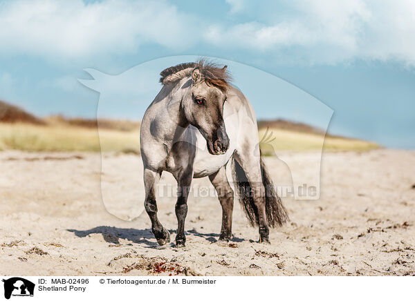 Shetland Pony / Shetland Pony / MAB-02496