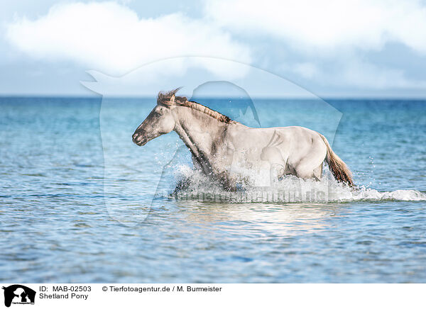 Shetland Pony / MAB-02503