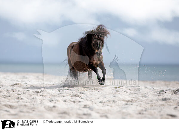 Shetland Pony / MAB-02588