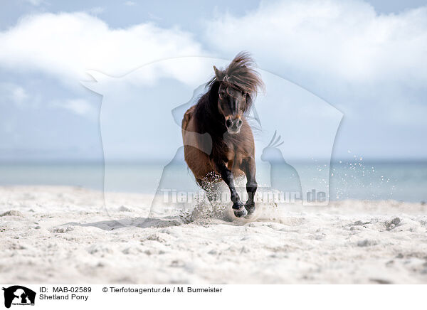 Shetland Pony / MAB-02589