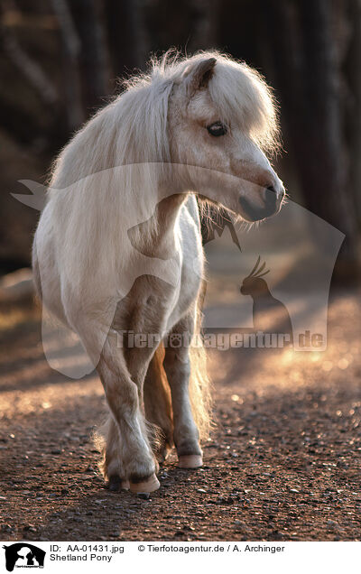 Shetland Pony / Shetland Pony / AA-01431.jpg