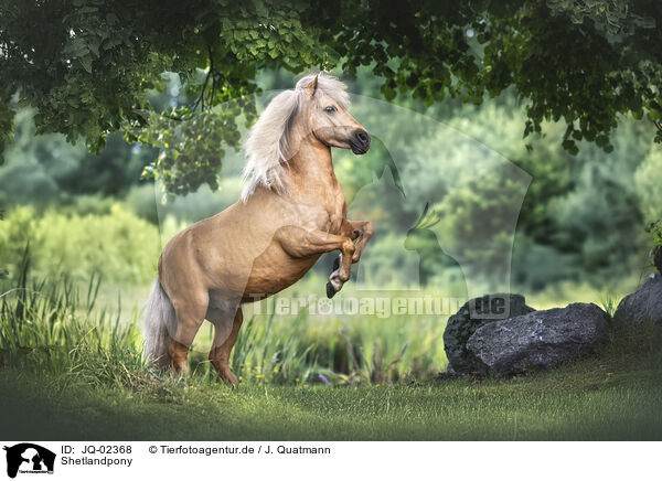 Shetlandpony / Shetlandpony / JQ-02368
