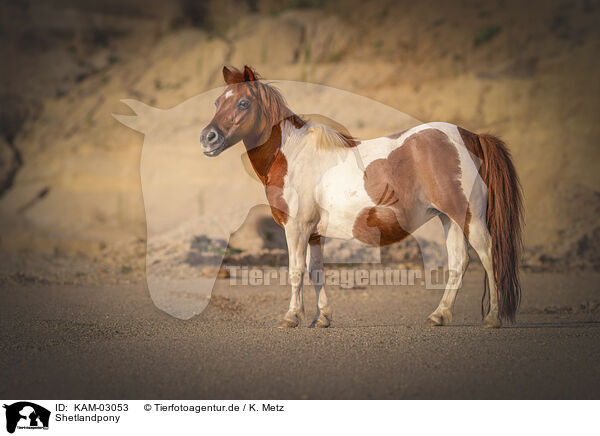 Shetlandpony / Shetlandpony / KAM-03053