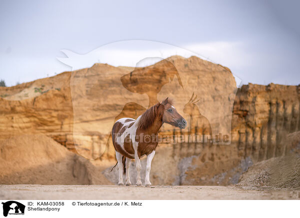 Shetlandpony / Shetlandpony / KAM-03058