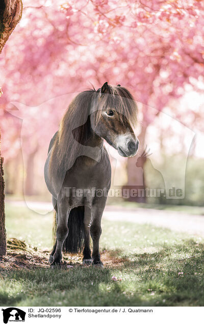 Shetlandpony / Shetlandpony / JQ-02596