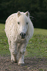 Shetland Pony