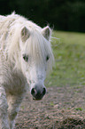 Shetland Pony