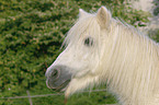 Shetland Pony Portrait