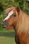 Shetland Pony Portrait