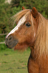 Shetland Pony Portrait