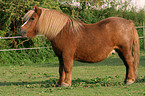 Shetland Pony