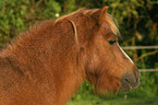 Shetland Pony Portrait