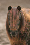 Shetland Pony im Portrait