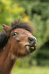 Shetlandpony Portrait