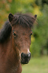 Shetlandpony Portrait