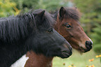 Shetlandpony Portrait