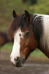 Shetlandpony Portrait