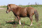 Shetland Pony