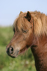 Shetland Pony Portrait