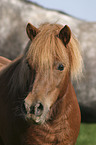 Shetland Pony Portrait