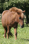 Shetland Pony