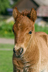 Shetlandpony Fohlen