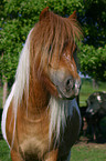 Shetlandypony Portrait