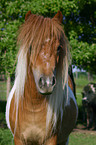 Shetlandypony Portrait