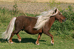 trabendes Shetland Pony