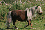 trabendes Shetland Pony