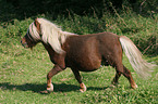 trabendes Shetland Pony