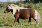 trabendes Shetland Pony