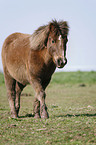 Shetland Pony