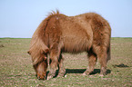 Shetland Pony