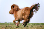 Shetland Pony