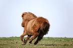 Shetland Pony