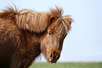 Shetland Pony