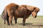 Shetland Pony