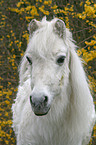 40 jhriges Shetlandpony