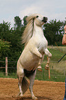 steigendes Shetland Pony