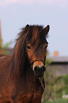 Shetland Pony